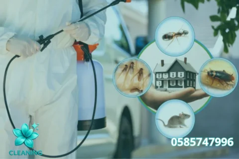 Pest Control in Abu Dhabi